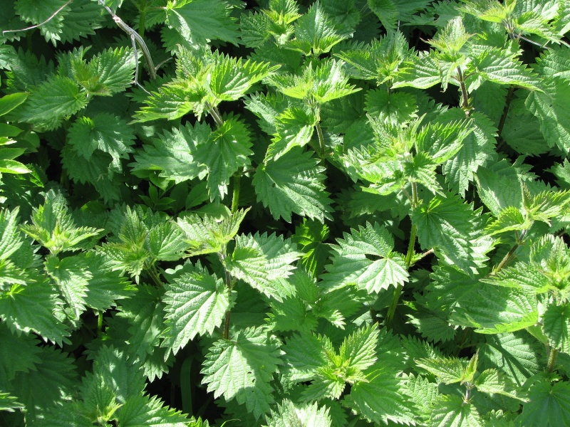 File:Nettle.jpg