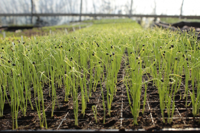 File:Garlic-g23e6a826c 1280.jpg