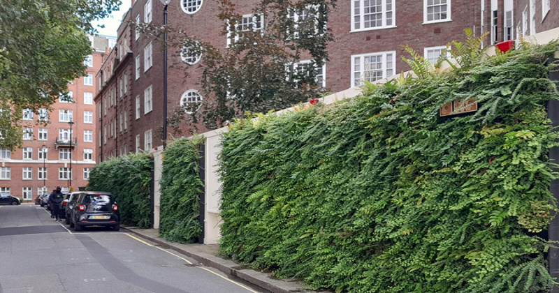 File:Living Wall Biotecture Cundy Street London 800.jpg