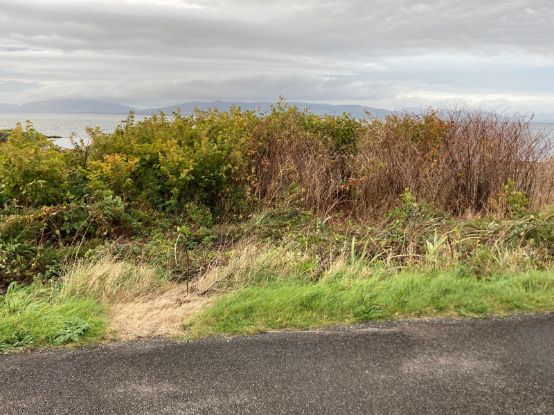 File:Half treated knotweed.jpg