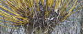 Thumbnail for version as of 14:04, 12 June 2023