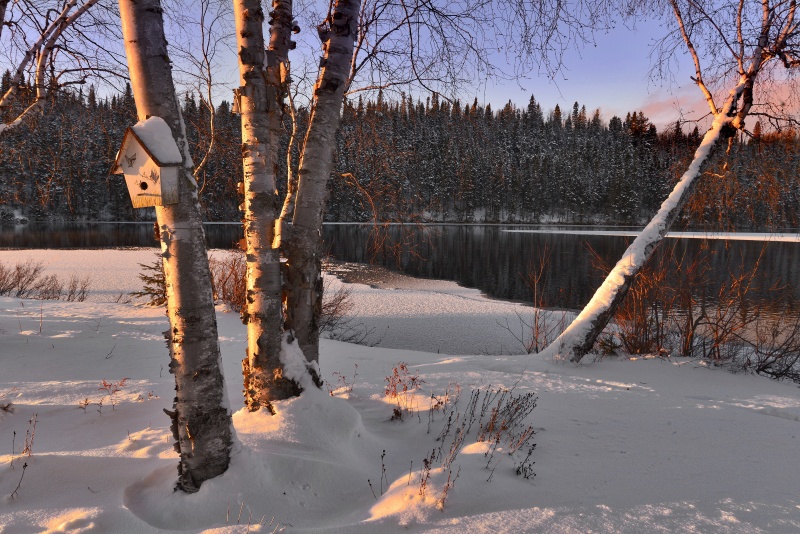 File:Birch in a snowy environment.jpeg