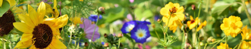 File:Biodiversity flowers 2 1000.jpg