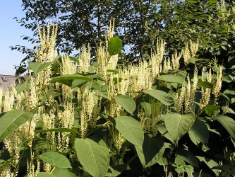 Japanese knotweed Fallopia japonica MdE 2.jpg