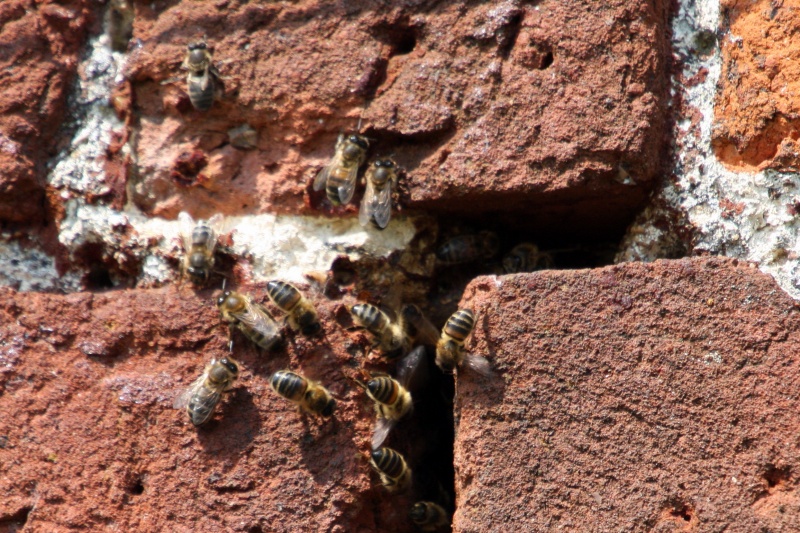 File:Masonry-bees.jpg