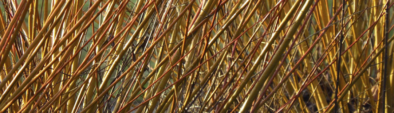 File:Pollarded-Willow 900.jpg