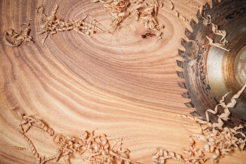 File:Hardwood Softwood3.jpg